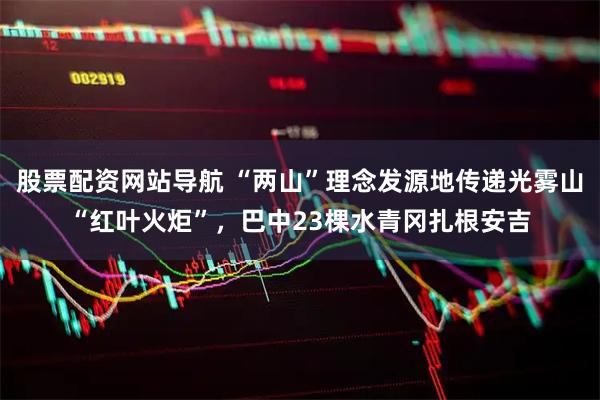 股票配资网站导航 “两山”理念发源地传递光雾山“红叶火炬”，巴中23棵水青冈扎根安吉